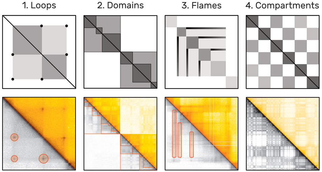 Fig. 2: Hi-C Patterns