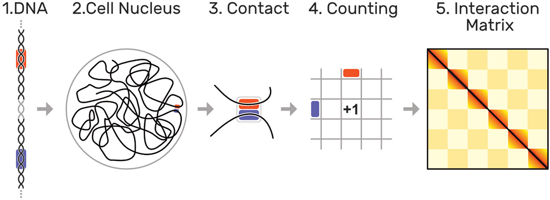 Fig. 1: Hi-C